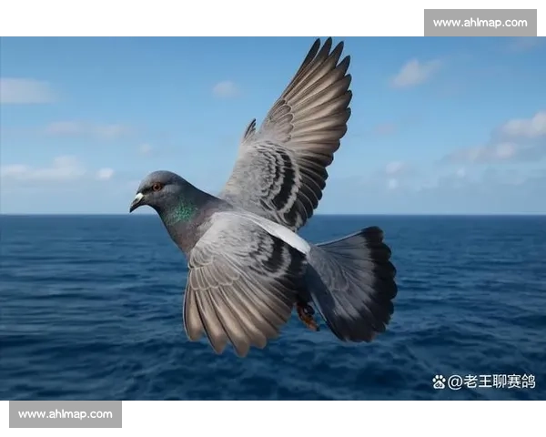 赛鸽比赛前的科学调理与状态提升全攻略